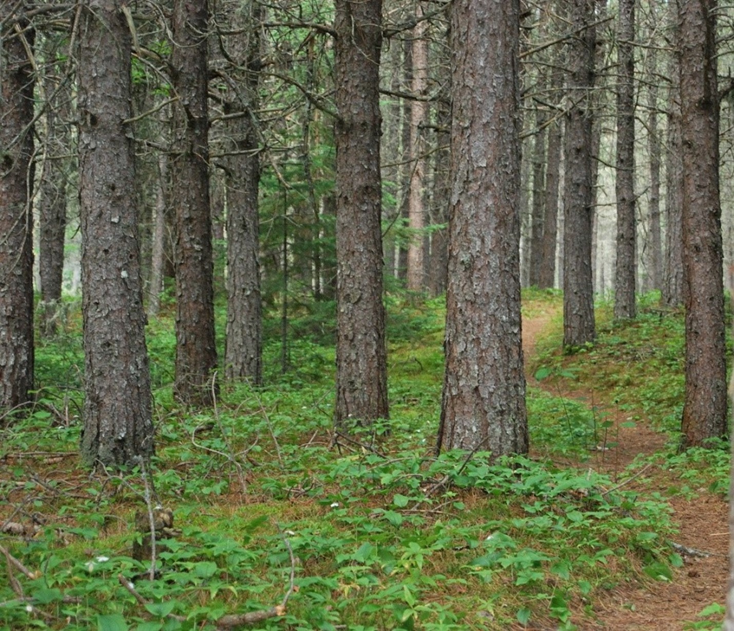 Tall trunks of mature red pine trees, planted closely together. There are small green plants growing around the base of the trunks on the pine needle-covered forest floor