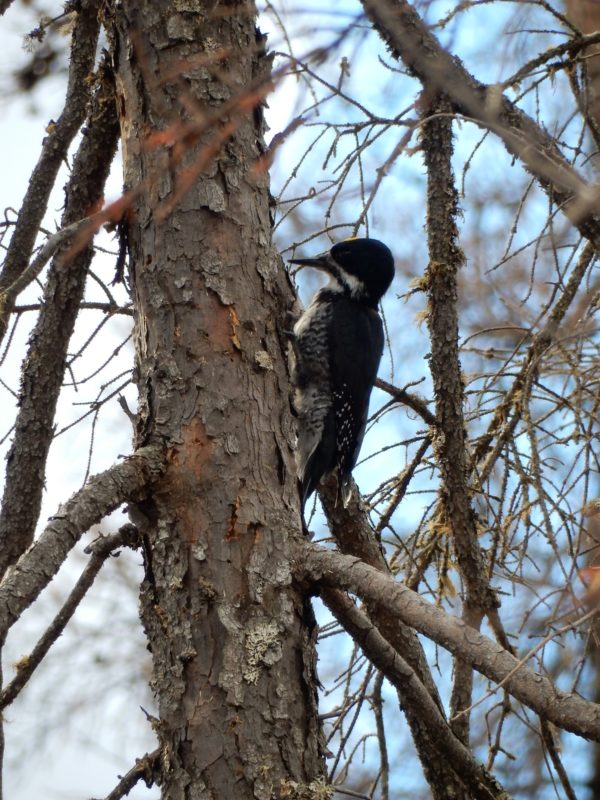 black and white woodpecker pecking at tree