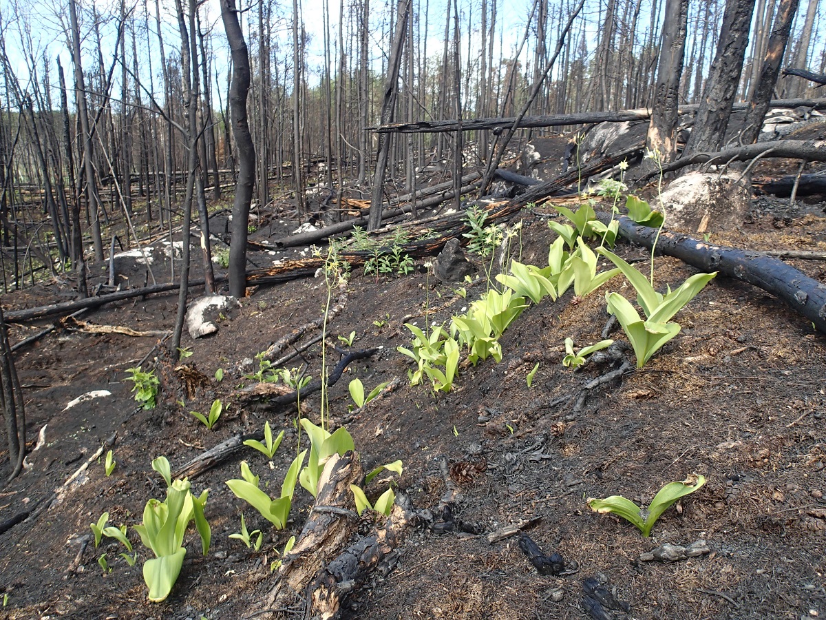 bright green plants sprouting in fire-scorched area
