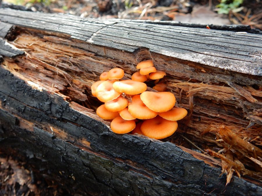 round orange fungus in cracks of downed tree
