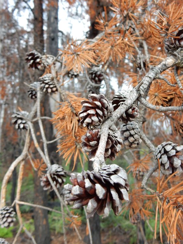 Les cônes du pin gris ont besoin du feu pour ouvrir et libérer leurs graines
