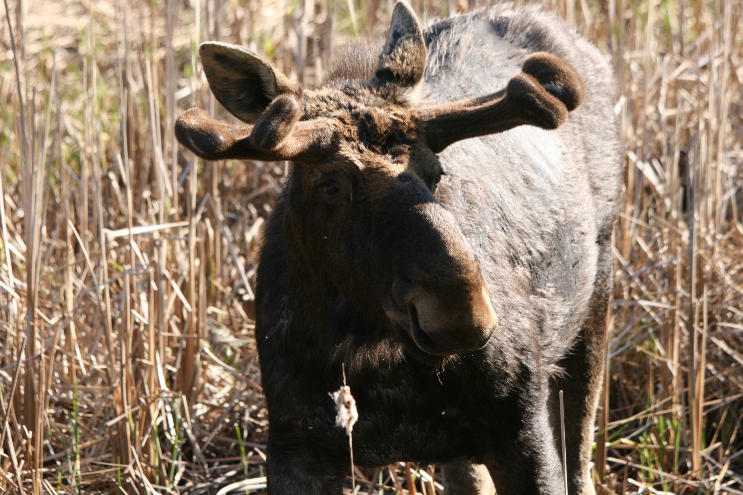 A moose with new antlers growing in. He is standing in front of brown grass and looking off camera.