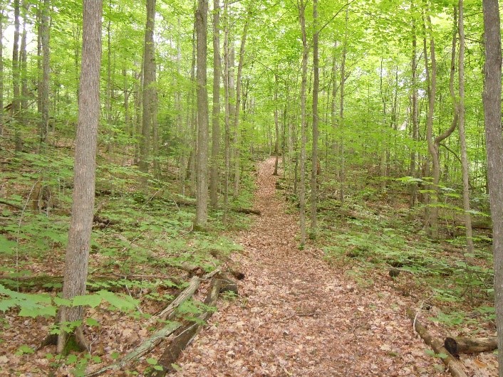 View of the Beech Woods Trail at Charleston Lake Provincial Park.