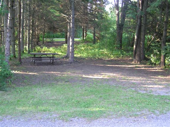 View of site 291 shows a nice open space surrounded by pine trees.