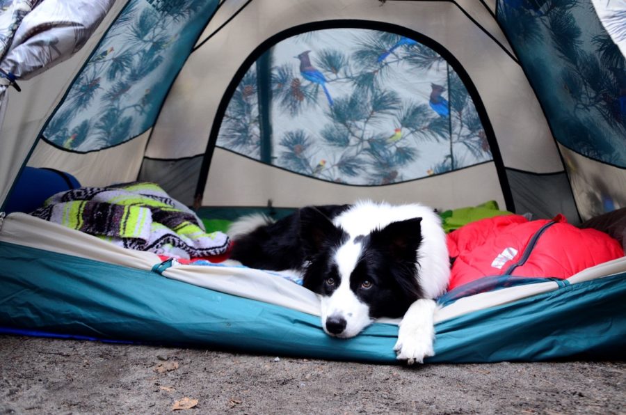 Sitka sleeping in the tent.