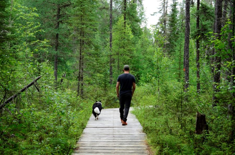 Sitka qui marche sur une promenade en bois avec un de ses humains.