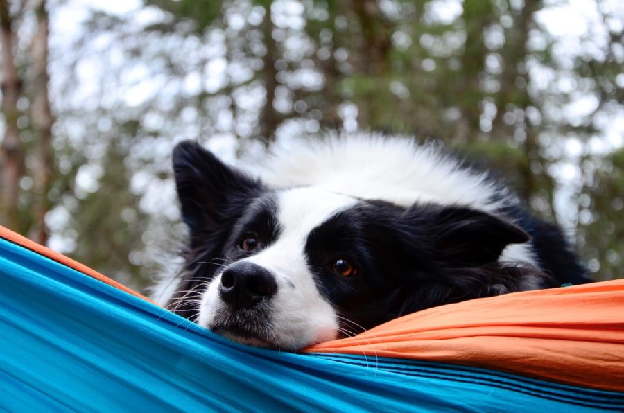 Sitka resting her head on a hammock