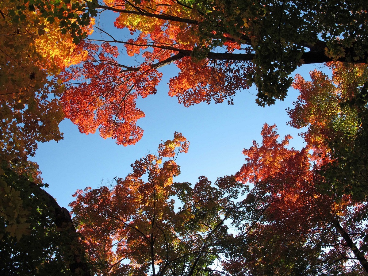 fall foliage as seen when looking up from ground