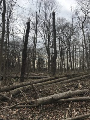 Image montrant les dommages causés par des espèces envahissantes. Plusieurs arbres abattus et des troncs dont la cime été coupée.