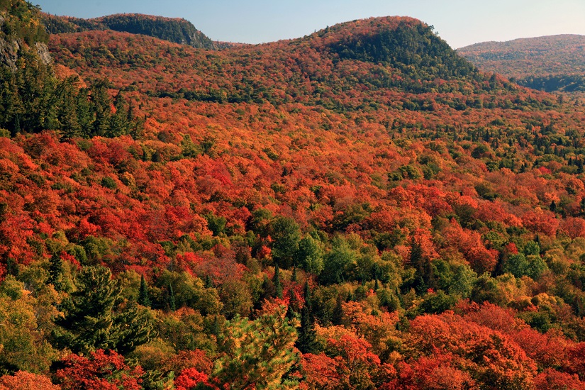 Point de vue sur la forêt et les collines à l’automne.