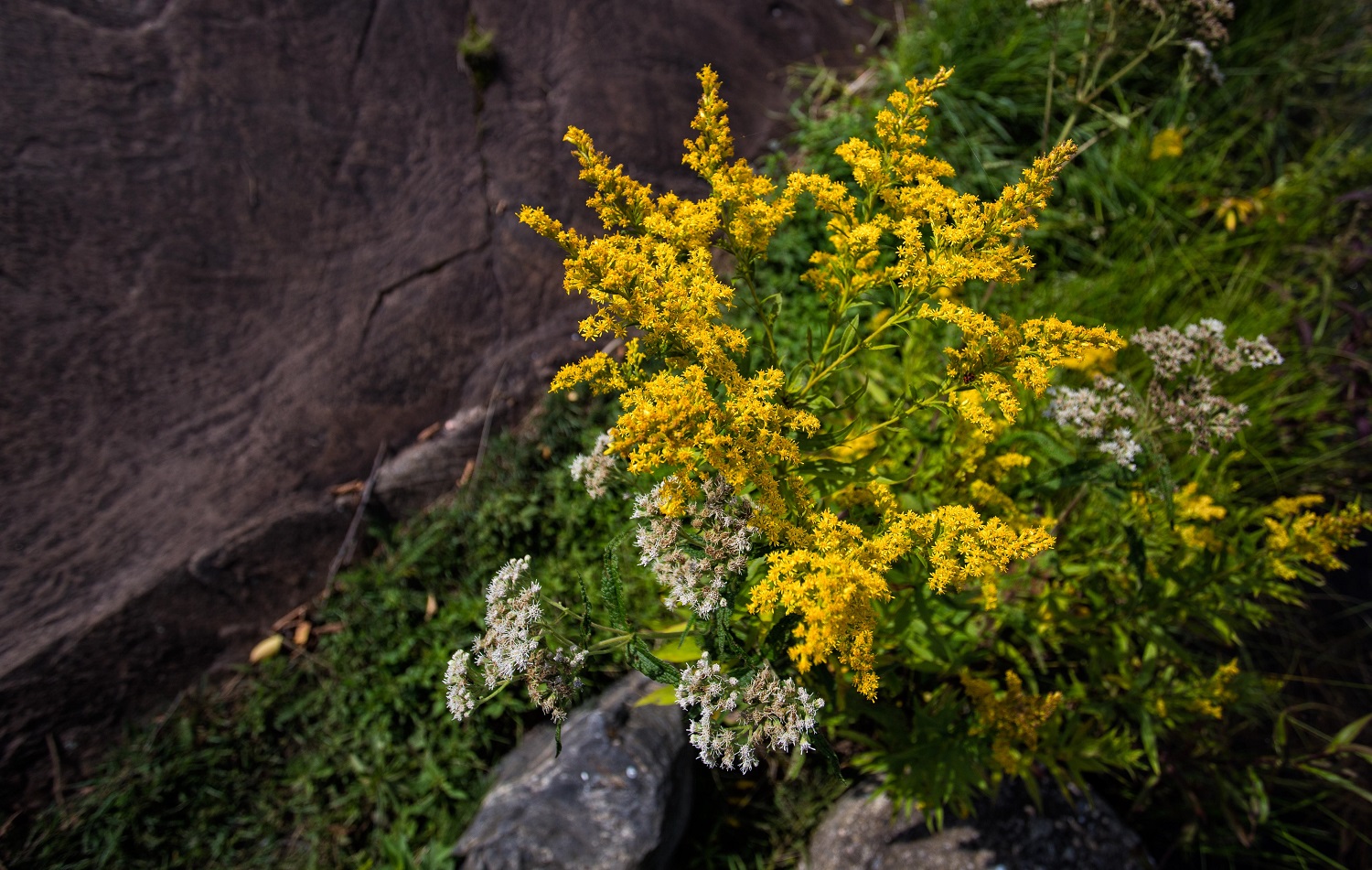 goldenrod, yellow blossoms