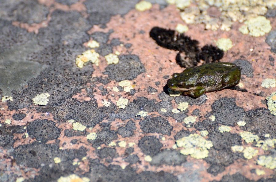 Boreal Chorus frog sitting on the rocky surface of the trail.