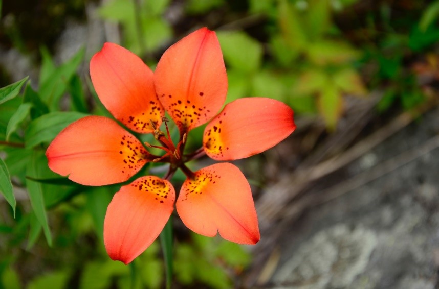 Close up of a Wood Lily along the trail.