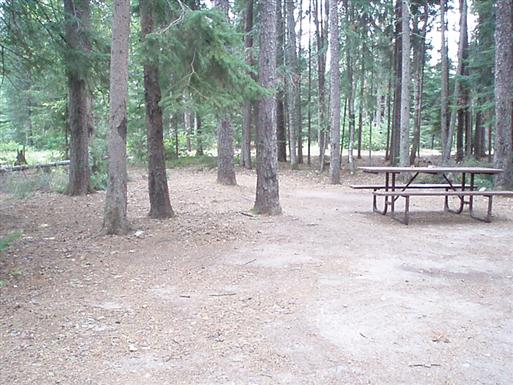 View of site 89 shows many tall pines on site.