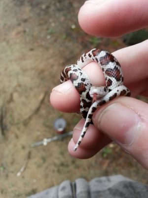 Une main tenant un petit serpent