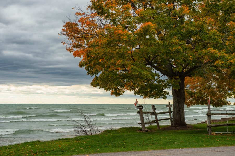 Choppy waves on Lake Ontario with a tree changing colours in the foreground.