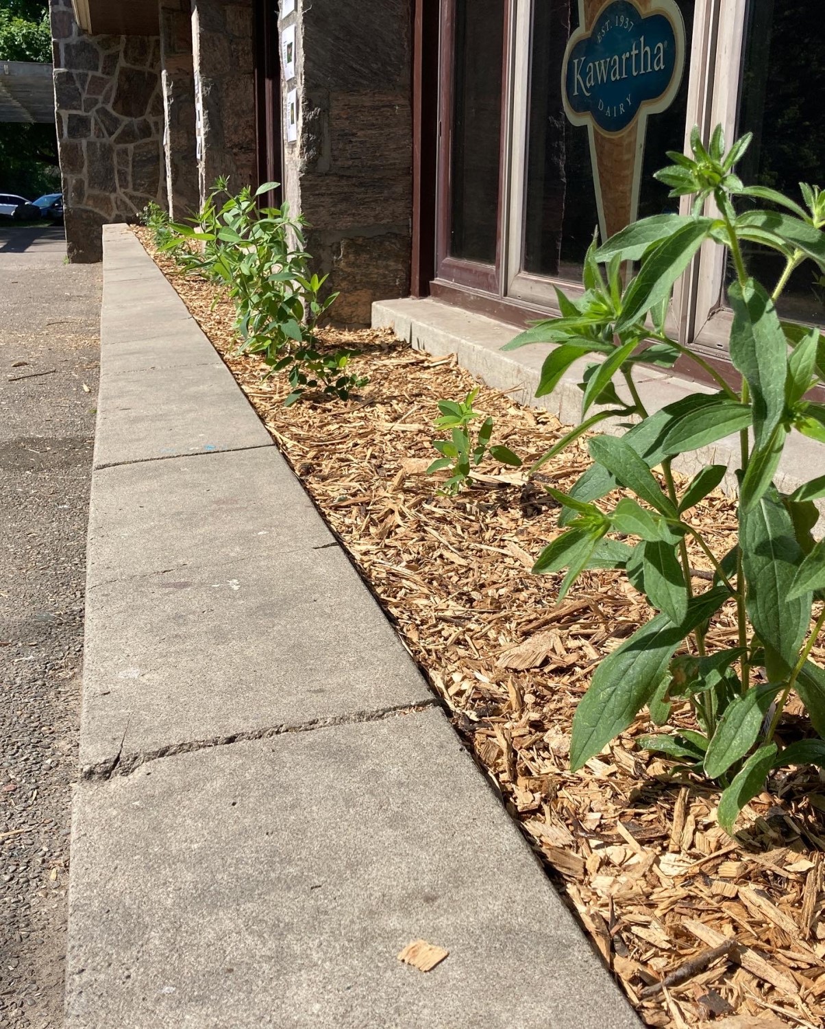 A garden with tall green plants surrounded by mulch. The garden is between a sidewalk and a store window.