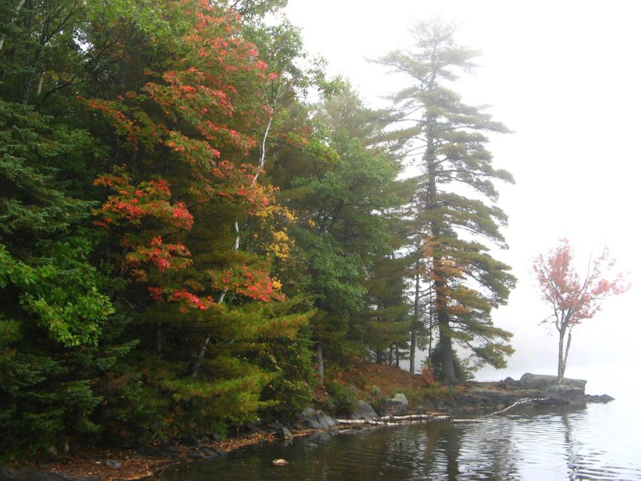 fall colours beside misty lake