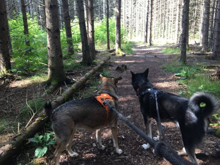 two dogs on trail