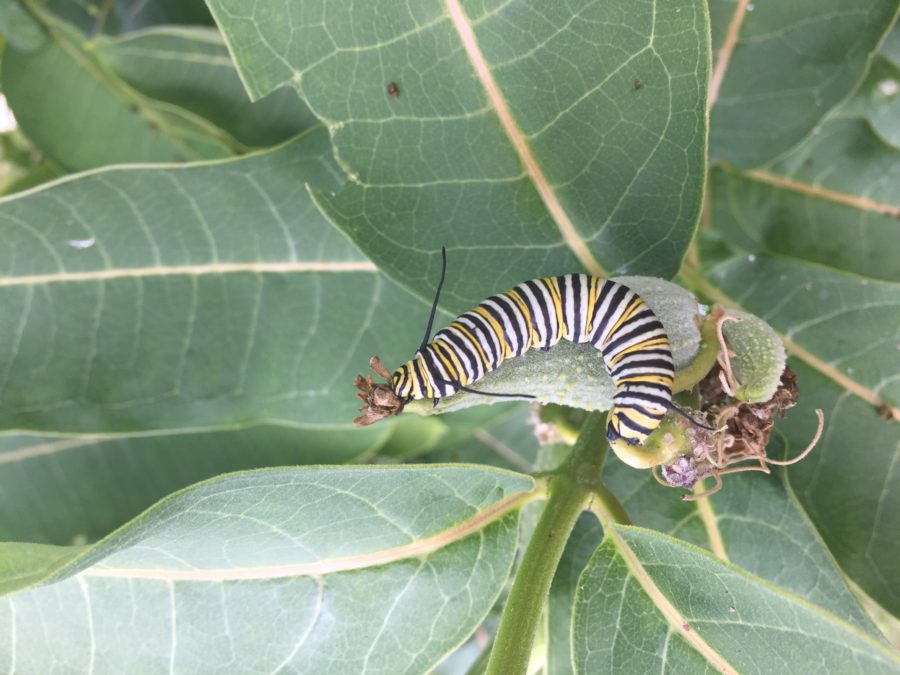 A monarch caterpillar eats a leaf