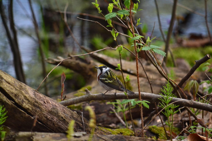 A yellow and black songbird sits on a twig near the forest floor. 