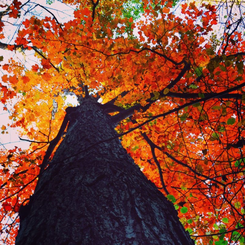 Vue vers le sommet d’un arbre aux couleurs d’automne