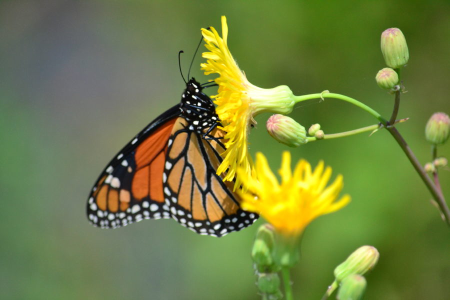 Un papillon monarque pose sur une fleur jaune.