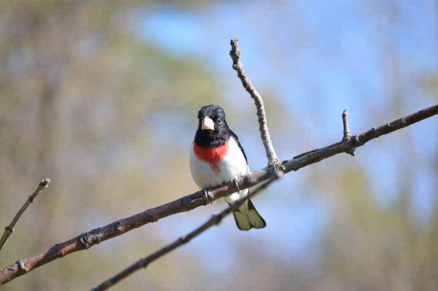 A Rose Breasted Grosbeak: a small red and black bird sitting on a treebranch