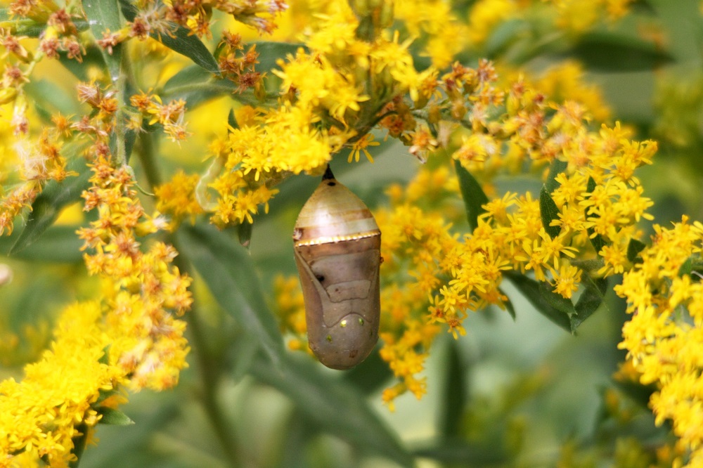 cocoon in goldenrod