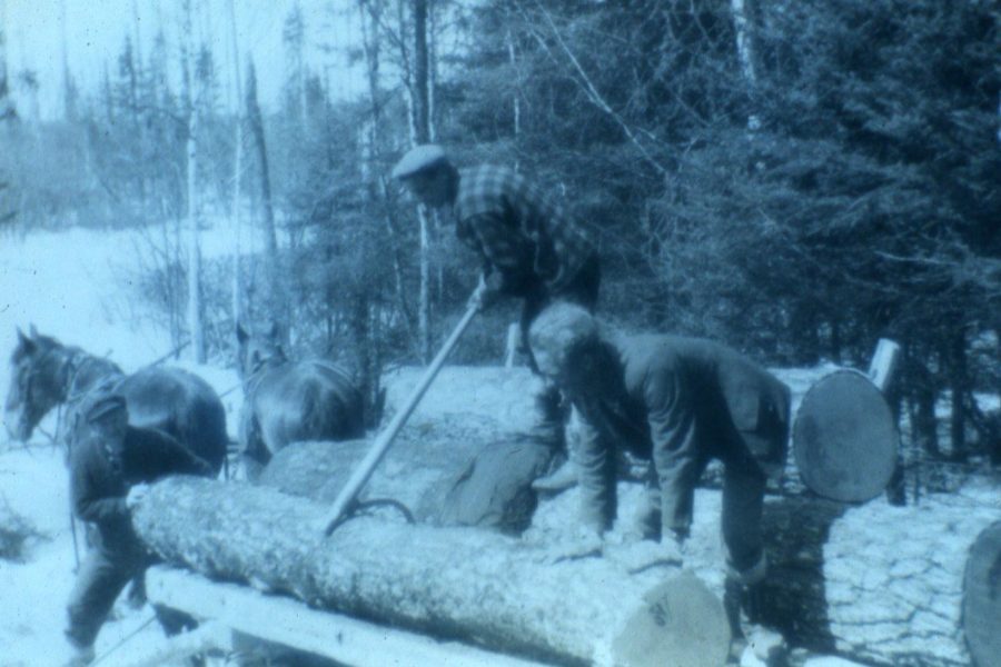 Historical photo of loggers moving wood using horses.