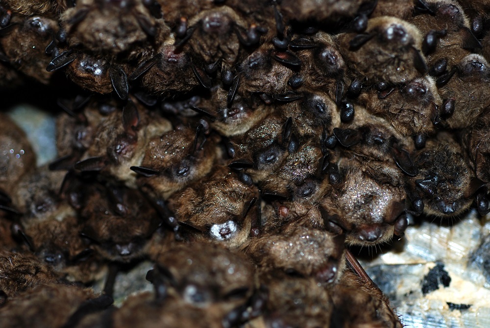 bats with white nose syndrome