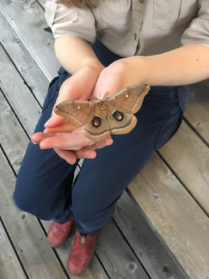 Polyphemus Moth on staff hand.