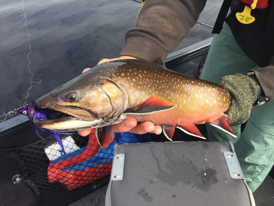 A close up of the Coaster Brook Trout.