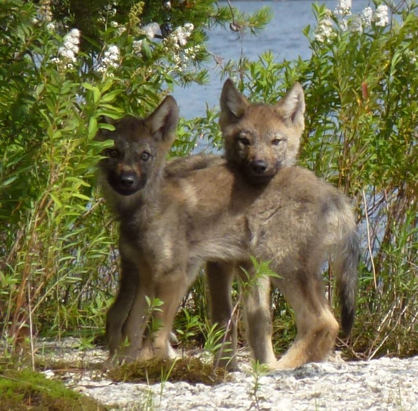 Wolf pups found in Quetico Provincial Park.