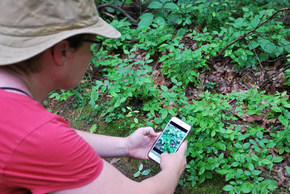 person using phone to take photo of plant species