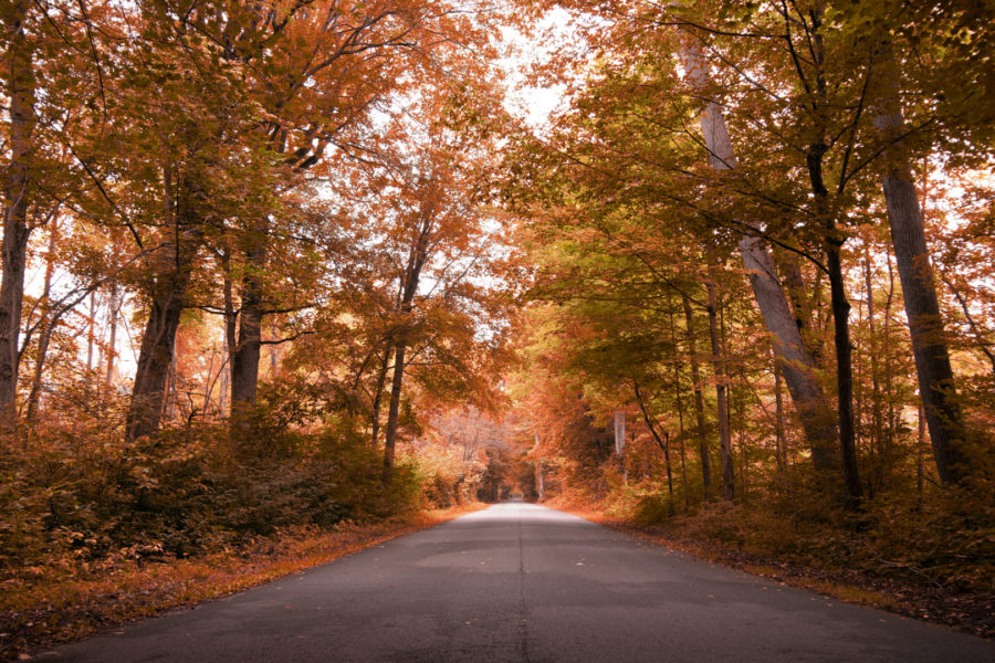 Route bordée par des arbres aux couleurs automnales