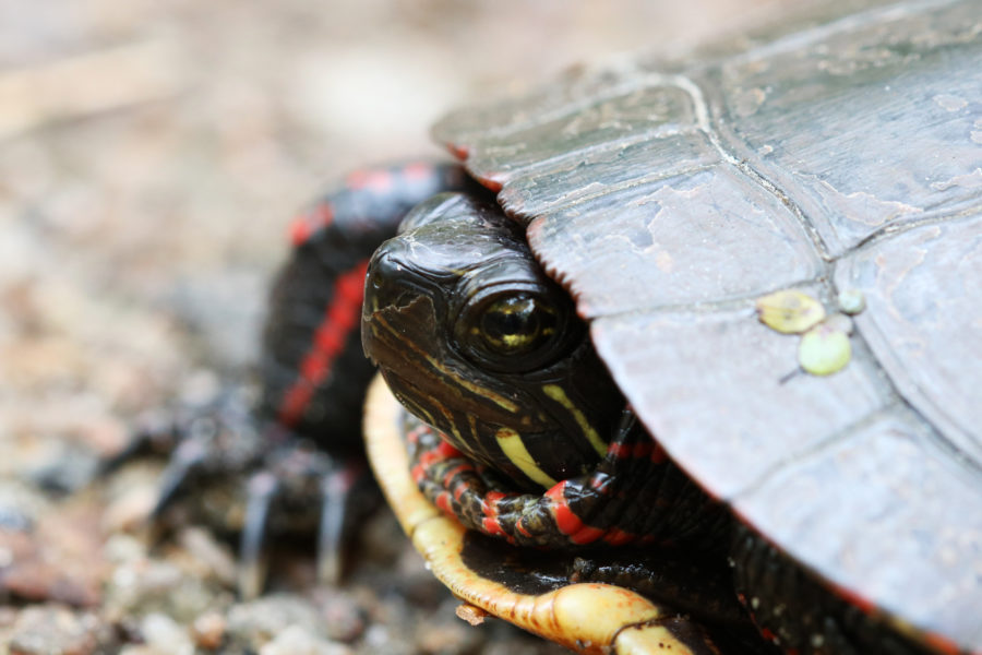 Close-up of a Midland Painted Turtle at Bonnechere Provincial Park