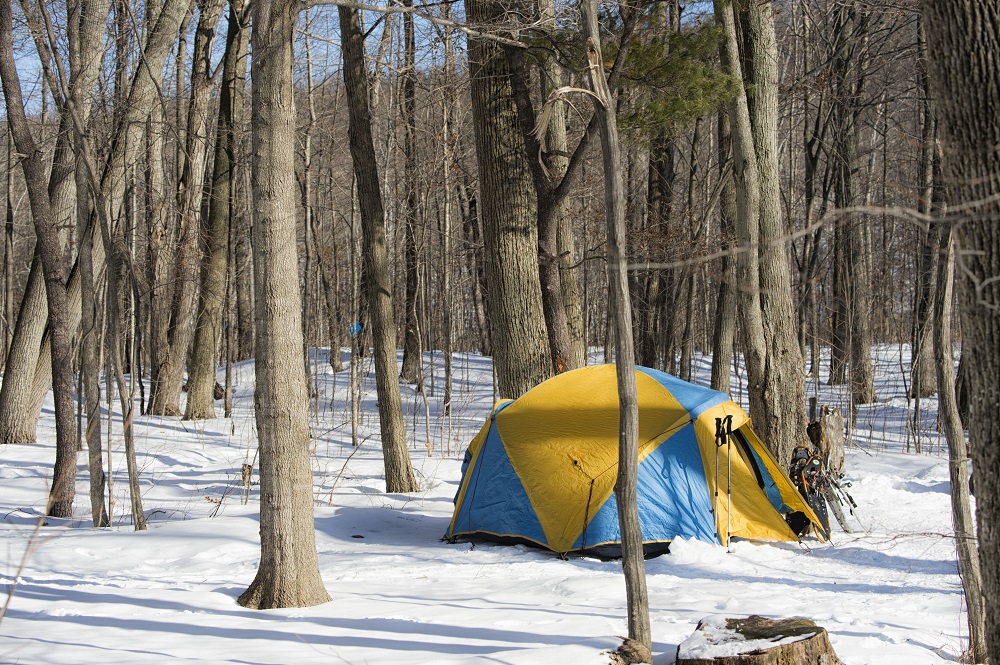 une tente dans la forêt