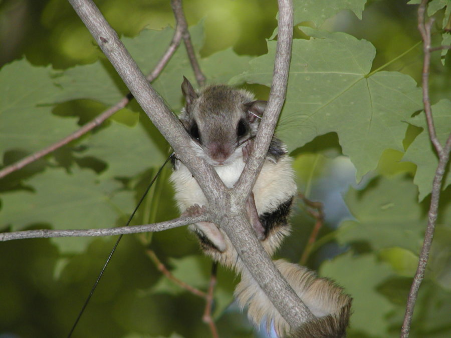 Southern Flying Squirrel in tree.