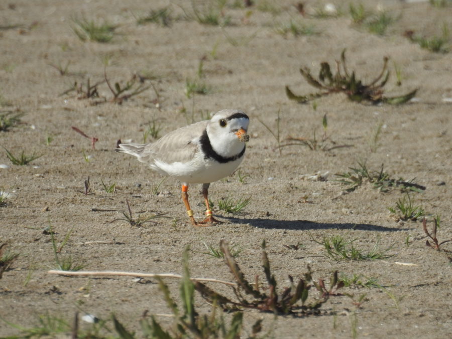 Piping Plover on the beach at Prequ'ile