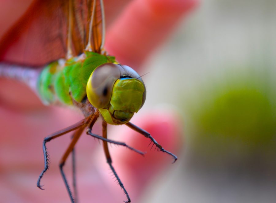Close-up of Common Green Darner dragonfly