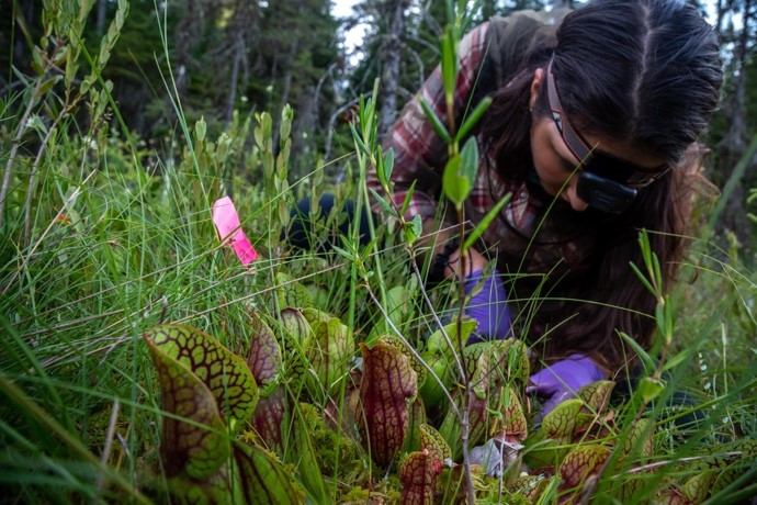 scientist investigating pitcher plants