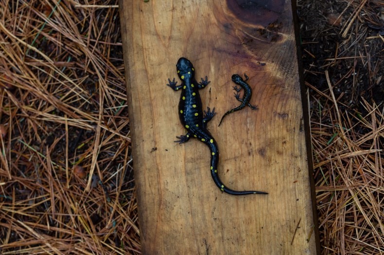 Yellow Spotted Salamanders