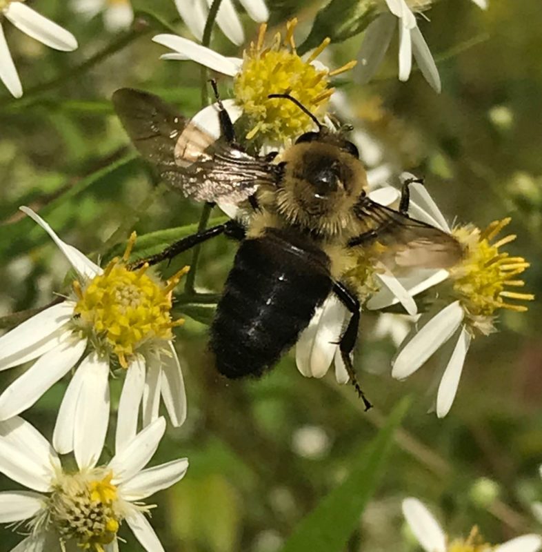 Brown-belted Bumblebee foraging on an Aster