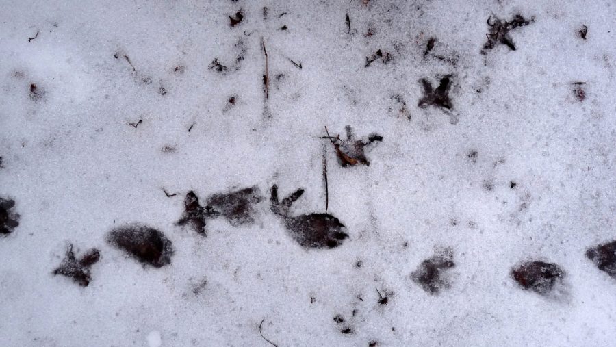 Grouse (cross-shped) and racoon tracks
