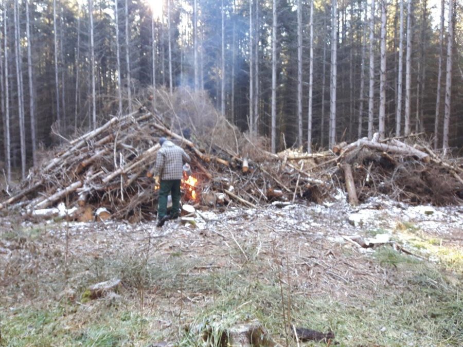 burning a slash pile in a clearing at Killarney