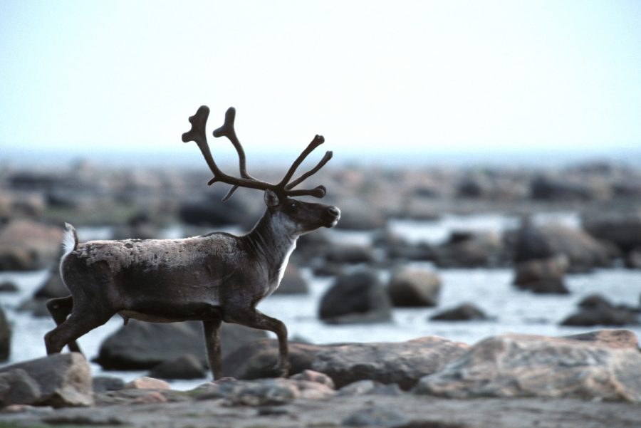 Rudolph the red-nosed...Caribou? - Parks Blog