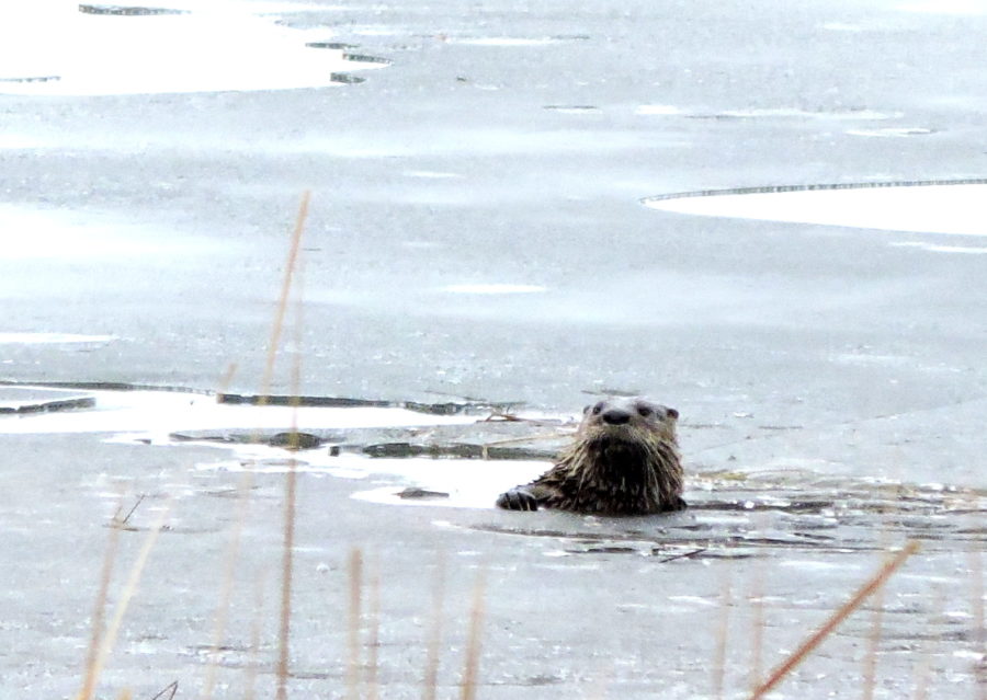otter on ice