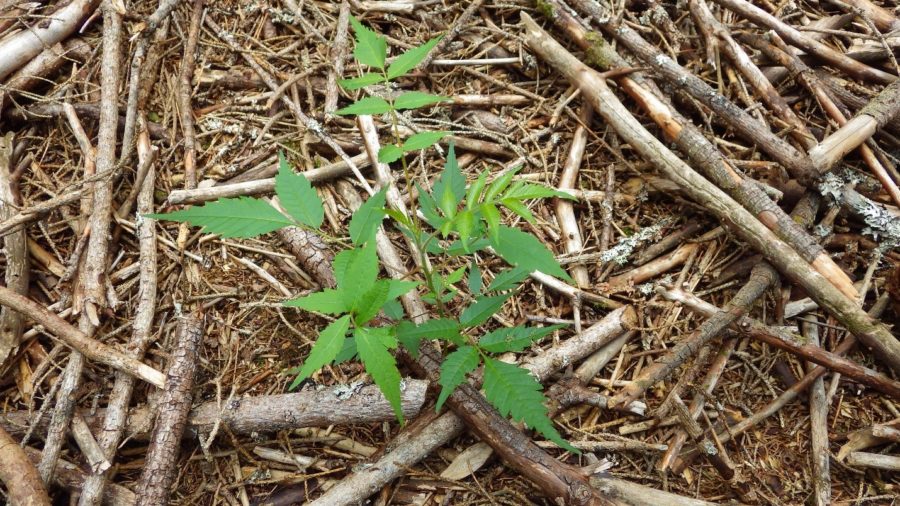 A small plant growing among sticks on the ground