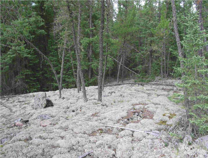 sol couvert de lichen de caribou